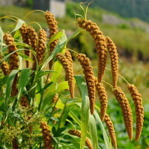 7 Hidden Health Benefits of Foxtail Millet Idli - KIRO Millet Premix — Ragi, Kutki & Kangni