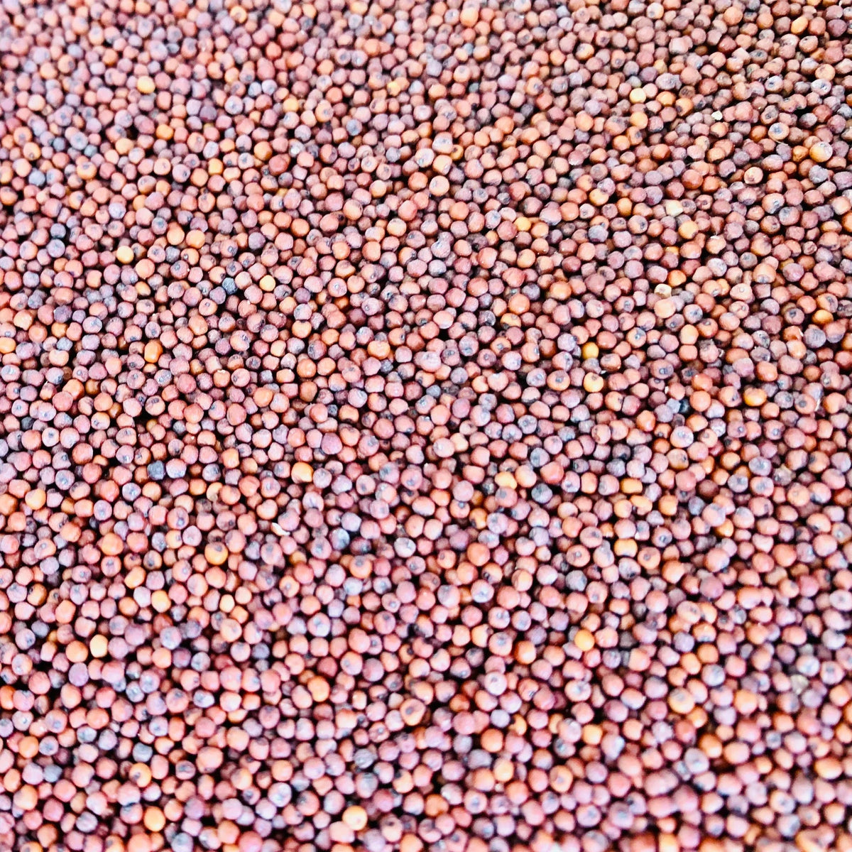 Why Ragi Benefits Matter: The Superfood Your Body Needs - Kiro - Keep it Real & Organic