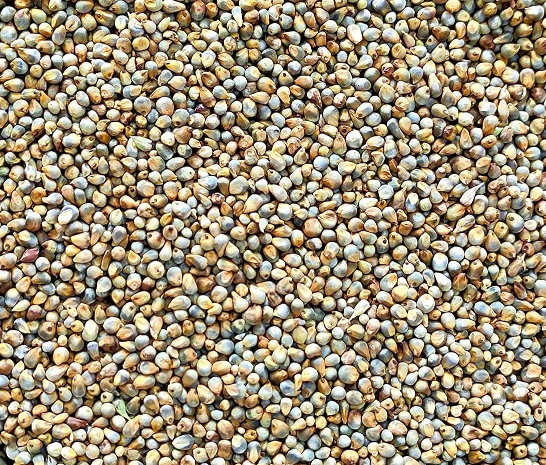 Your Essential Guide to Bajra Benefits: From Weight Loss to Better Health - Kiro - Keep it Real & Organic