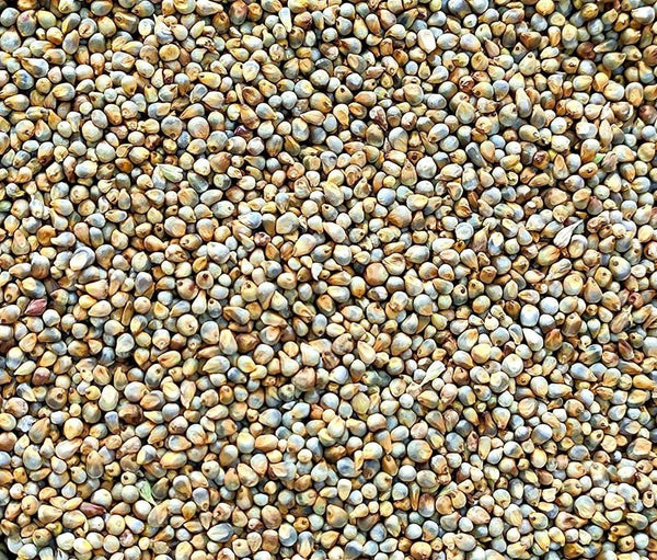 Your Essential Guide to Bajra Benefits: From Weight Loss to Better Health - Kiro - Keep it Real & Organic